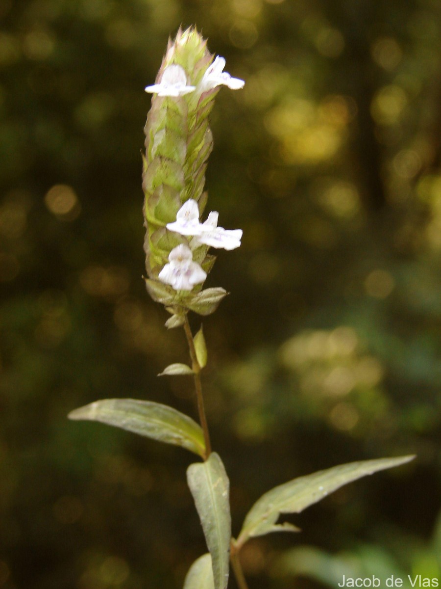 Rungia repens (L.) Nees